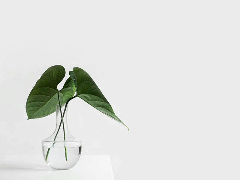 plant in glass with water